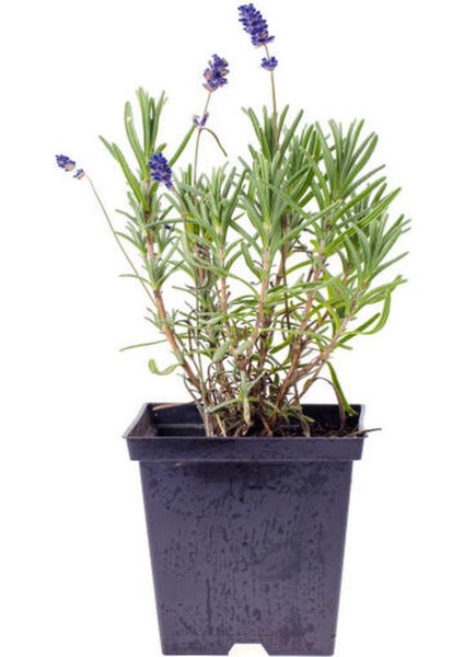 Bahçe Seti 2 Adet Yeşil 2 Adet Sarı Taflan+ Hediye Lavanta fırsatları