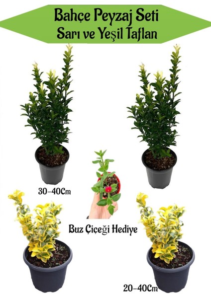Bahçe Seti 2 Adet Yeşil 2 Adet Sarı Taflan+Hediye Buz Çiçeği