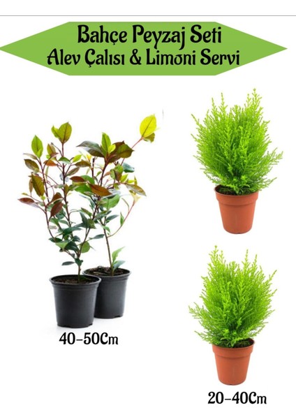 Bahçe Peyzaj Seti 2 Adet Alev Çalısı+ 2 Adet Limoni Servi Fidanı