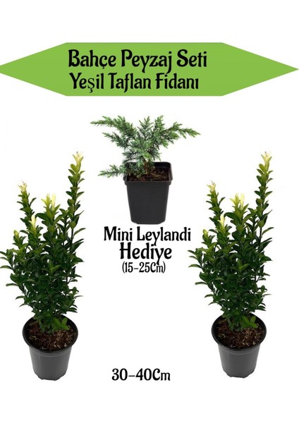 Bahçe Peyzaj Seti 2 Adet Yeşil Taflan+ Hediye Mini Leylandi Fidanı