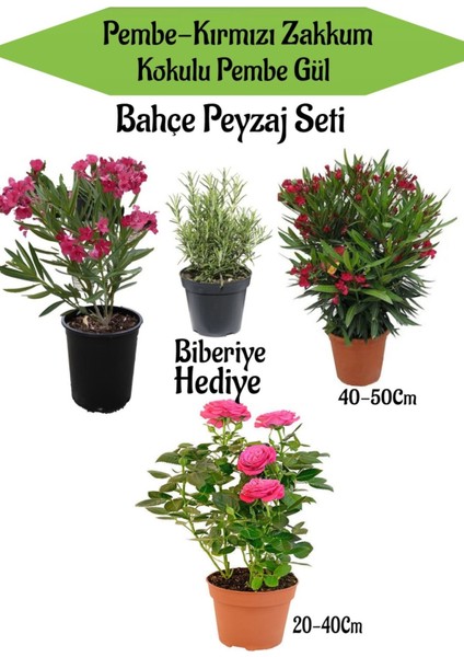 Bahçe Peyzaj Seti 1 Adet Pemebe 1 Adet Kırmızı Zakkum+1 Adet Pembe Gül Fidanı+ Hediye Biberiye