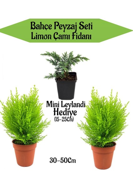 Bahçe Peyzaj Seti 2 Adet Limoni Servi Fidanı+ Hediye Mini Leylandi Fidanı