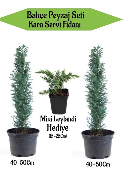 Bahçe Peyzaj Seti 2 Adet Kara Servi Fidanı+ Hediye Mini Leylandi Fidanı