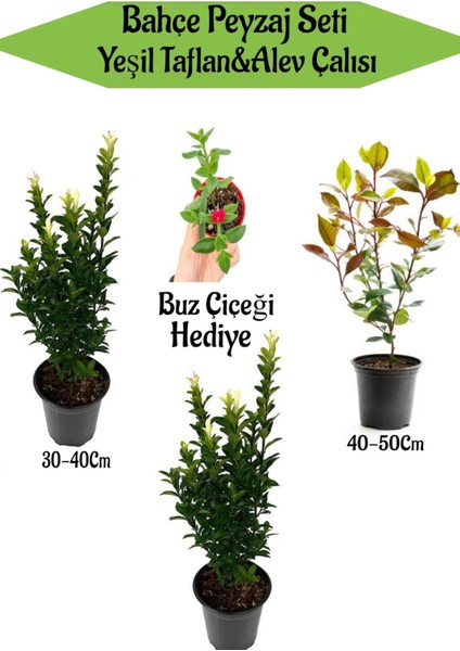 Bahçe Peyzaj Seti 2 Adet Yeşil Taflan+1 Adet Alev Çalısı+ Hediye Buz Çiçeği
