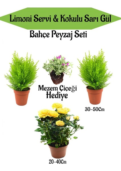 Bahçe Seti 2 Adet Limoni Servi Fidanı 1 Adet Sarı Gül Fidanı+Hediye Mezem Çiçeği