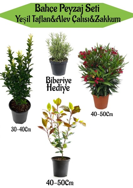 Bahçe Seti 1 Adet Yeşil Taflan+1 Adet Alev Çalısı+1 Adet Kırmızı Zakkum+Hediye Biberiye