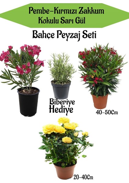 Bahçe Seti 1 Adet Pembe 1 Adet Kırmızı Zakkum+ 1 Adet Sarı Gül+ Hediye Biberiye