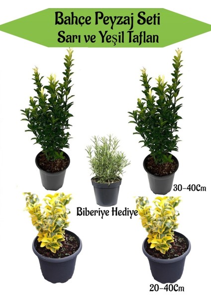 Bahçe Seti 2 Adet Yeşil+ 2 Adet Sarı Taflan Fidanı+ Hediye Biberiye