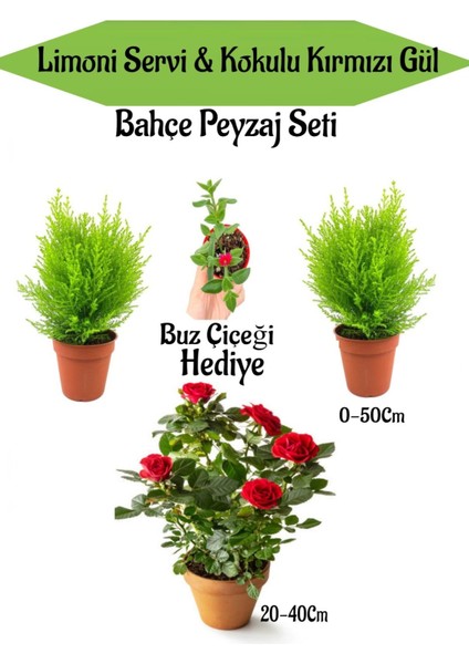 Bahçe Seti 2 Adet Limon Servi Çamı+1 Adet Kırmızı Gül+Hediye Buz Çiçeği