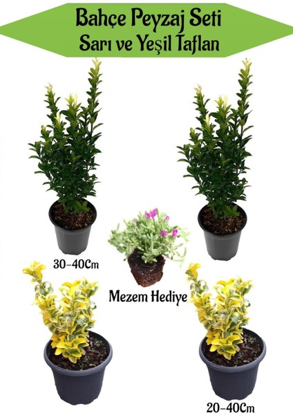 Bahçe Seti 2 Adet Yeşil+ 2 Adet Sarı Taflan Fidanı +Hediye Mezem Çiçeği