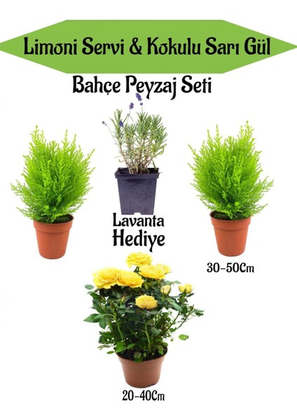 Bahçe Seti 2 Adet Limoni Servi Fidanı+1 Adet Sarı Gül Fidanı+Hediye Lavanta