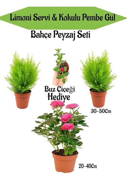 Bahçe Seti 2 Adet Limoni Servi+1 Adet Pembe Gül Fidanı+Hediye Buz Çiçeği