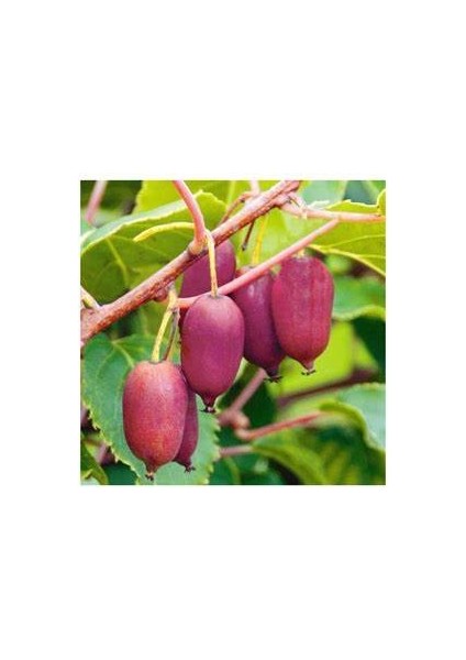 Kivi Fidanı Mini Kivi Bordo Actinidia arguta KENS RED