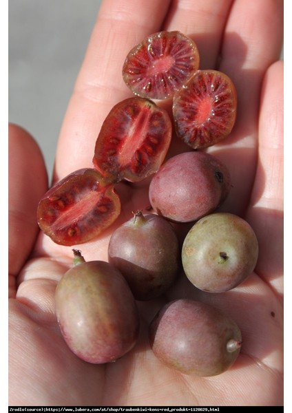 Kivi Fidanı Mini Kivi Bordo Actinidia arguta KENS RED