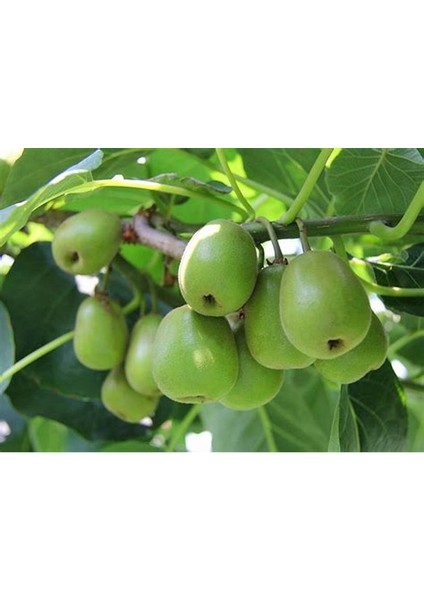 Kivi Fidanı Yeşil Kaşık Mini Kivi Actinidia arguta Kokuwa