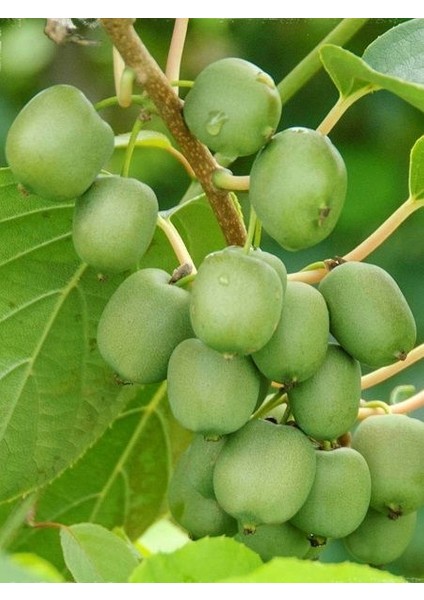 Kivi Fidanı Fresh Jumbo Tüysüz Yeşil Kivi, Saksıda Aromalı, İri Meyveli, Tüysüz