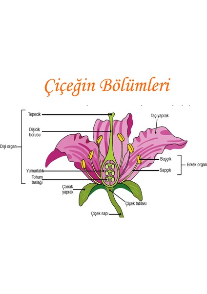 Okullar Için Çiçeğin Bölümleri Panosu (25X35 Cm)