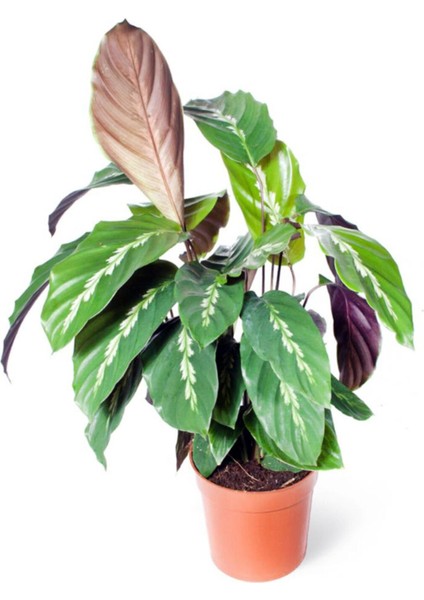 Bi Kaktüs Dünyası Calathea Louisae - Dua Çiçeği Kaladya - Ev Ofis Salon Iç Mekan Bitkisi - 40 cm