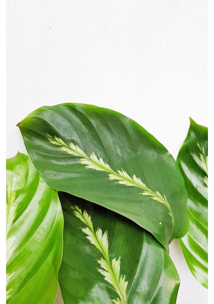 Bi Kaktüs Dünyası Calathea Louisae - Dua Çiçeği Kaladya - Ev Ofis Salon Iç Mekan Bitkisi - 40 cm