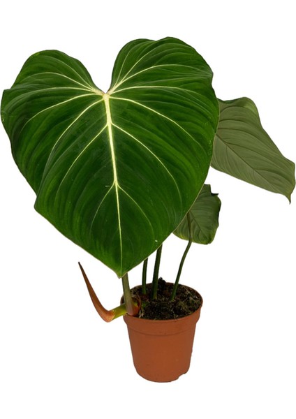 Philodendron Gloriosum 'green Vein'