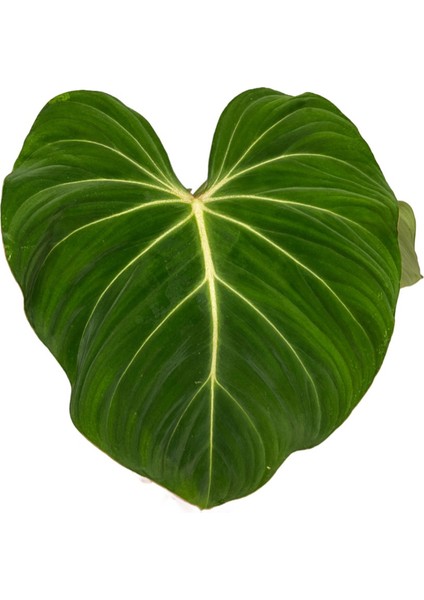 Philodendron Gloriosum 'green Vein' fiyatları