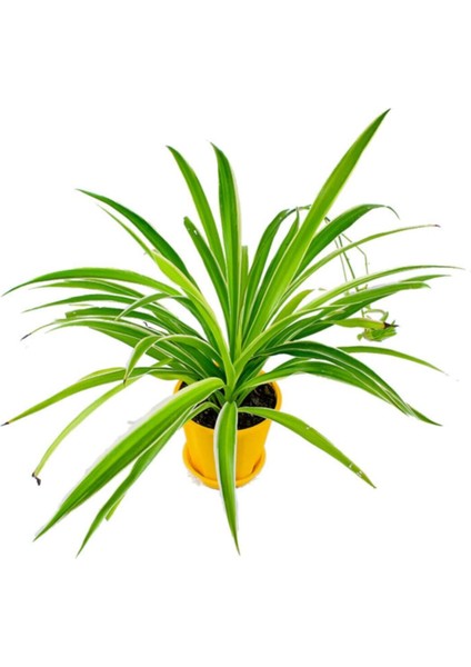 Kurdele Çiçeği Chlorophytum