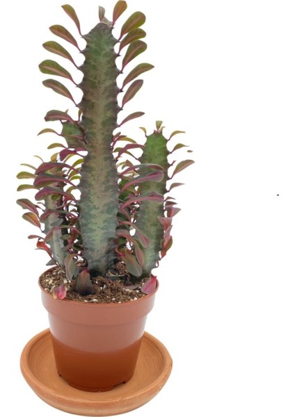 Bi Kaktüs Dünyası Euphorbia Trigona Rubra Saksıda 12.5 cm