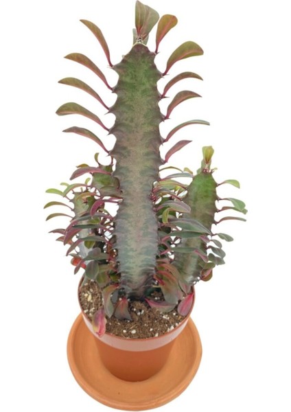 Bi Kaktüs Dünyası Euphorbia Trigona Rubra Saksıda 12.5 cm