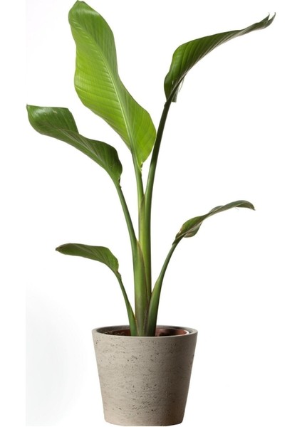 Starliçe Cennet Kuşu Strelitzia Nicolai 60-90 cm Strelitzia