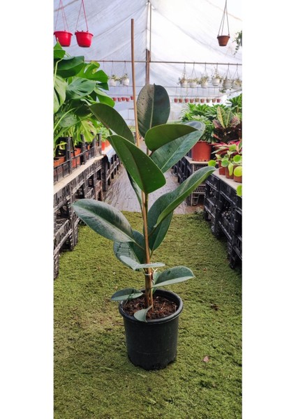 Kauçuk Bitkisi ( 70-90 cm ) Ev Bitkisi Ofis Bitkisi Salon Bitkisi Iç Mekan Bitkisi