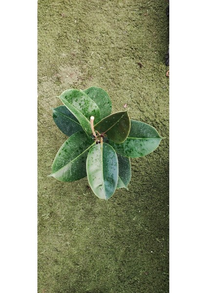 Kauçuk Bitkisi ( 70-90 cm ) Ev Bitkisi Ofis Bitkisi Salon Bitkisi Iç Mekan Bitkisi fiyatları