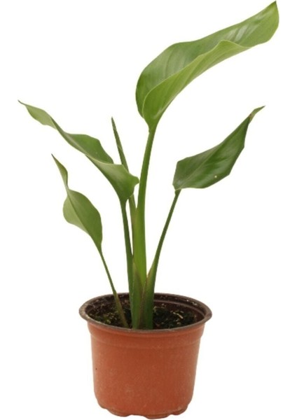 Strelitzia Nicolai- Starliçe Beyaz Cennet Kuşu Çiçeği - Turna Gagası - Mini Boy Iç Mekan Ofis Salon