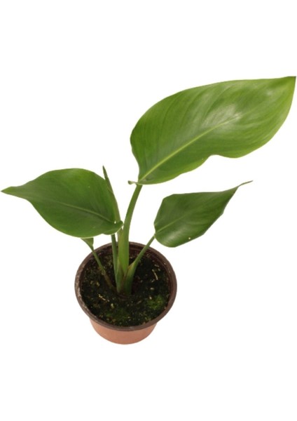 Strelitzia Nicolai- Starliçe Beyaz Cennet Kuşu Çiçeği - Turna Gagası - Mini Boy Iç Mekan Ofis Salon