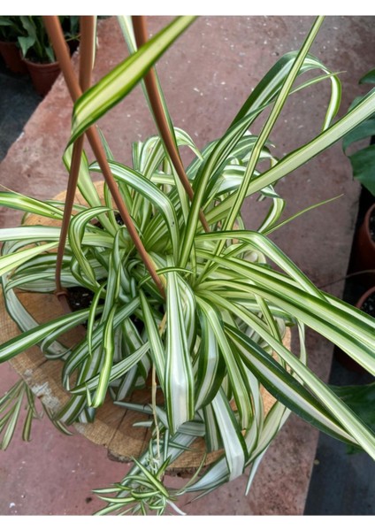 Bi Kaktüs Dünyası Yeşil Kurdele Çiçeği Chlorophytum Comosum 30-50 cm