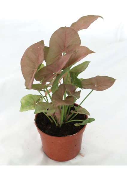 Syngonium 'pink' / Pembe Melek Kanadı