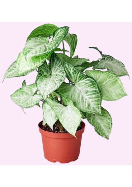 Syngonium Podophyllum 'white Butterfly' - Melek Kanadı Çiçeği Xl - Ev Ofis Salon Iç Mekan Bitkisi