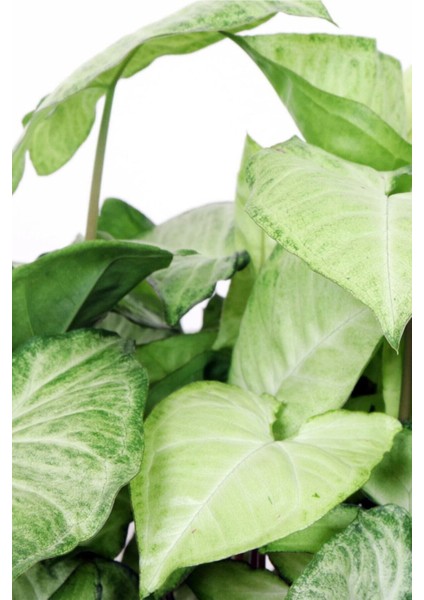 Syngonium Podophyllum 'white Butterfly' - Melek Kanadı Çiçeği Xl - Ev Ofis Salon Iç Mekan Bitkisi fiyatları