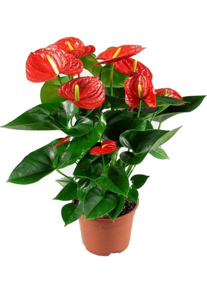 Anthurium Red - Flamingo Çiçeği Antoryum - Ev Ofis Salon Iç Mekan Bitkisi - 60 cm