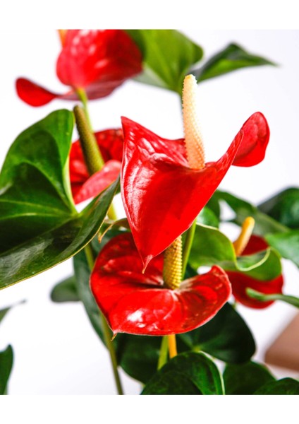 Anthurium Red - Flamingo Çiçeği Antoryum - Ev Ofis Salon Iç Mekan Bitkisi - 60 cm fiyatları