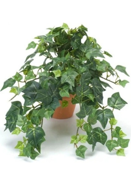 Dönmez Çiçek Hedera Helix Sarmaşığı Saksı Ofis Ev ve Balkon Bitkisi