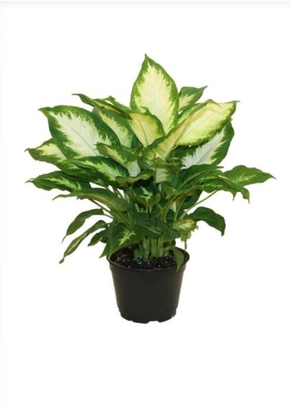 Dieffenbachia Camilia Bitkisi 40 cm Ev Bitkisi Ofis Bitkisi Salon Bitkisi