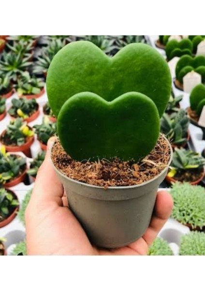 Kalp Sukulent Hoya Kerri