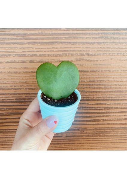Kalp Sukulent Hoya Kerri