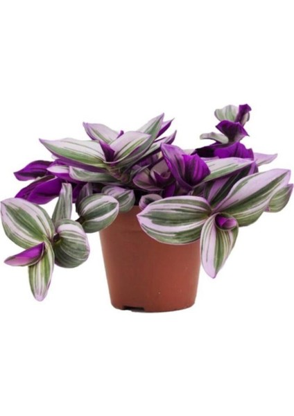 Tradescantia Nanouk Pembe Telgraf Çiçeği Ithal 12.cm.büyük Boy Saksıda