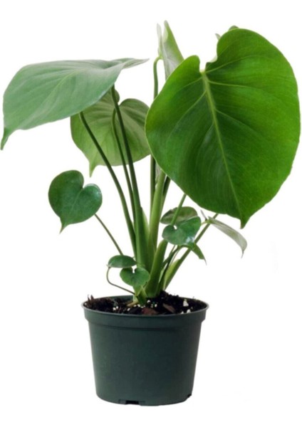 Monstera Deliciosa - Deve Tabanı Midi - Ev Ofis Salon Iç Mekan Bitkisi - 30 cm