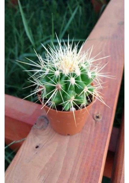 Bi Kaktüs Dünyası Echinopsis Kaktüs (Altın Varil -Fıçı)