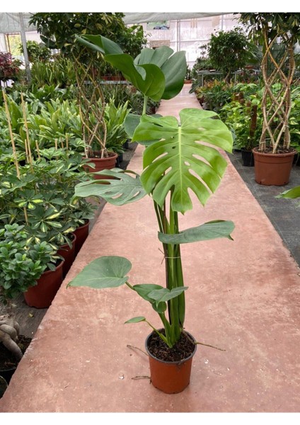 Deve Tabanı Monstera Deliciosa Ithal Orta Boy