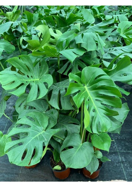 Deve Tabanı Monstera Deliciosa Ithal Orta Boy fiyatları