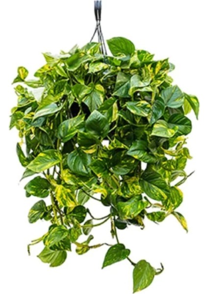 Pothos Sarmaşığı Askılı Saksıda Epipremnum Aureum Bitkisi Potos Ev Bitkisi
