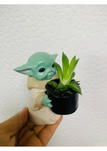 Bi Kaktüs Dünyası Baby Yoda Sukulent